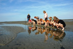 Nachhaltigkeit hautnah erleben im Weltnaturerbe Wattenmeer