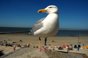 Strand auf Borkum