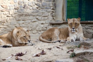 djh_osnabrueck_zoo_2168