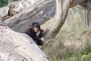 djh_osnabrueck_zoo_2221