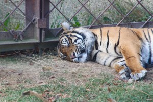 djh_osnabrueck_zoo_2249