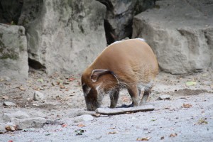 djh_osnabrueck_zoo_2263