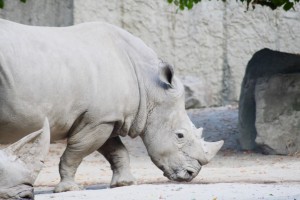 djh_osnabrueck_zoo_2264