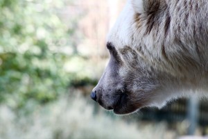 djh_osnabrueck_zoo_2286